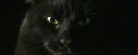黑白猫来家里代表什么 12时辰对照